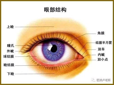 眼角位置|最完整、最有用的眼睛基础解剖图，值得收藏！